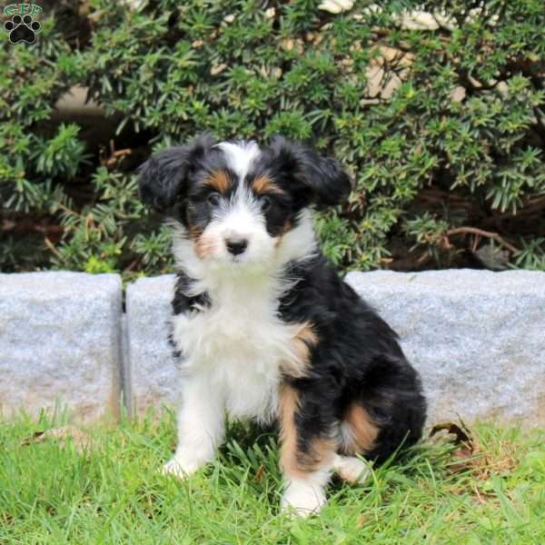 Francis, Sheltie Mix Puppy