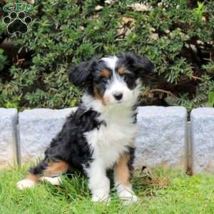 Francis, Sheltie Mix Puppy