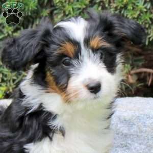 Francis, Sheltie Mix Puppy