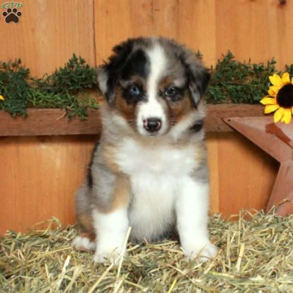 Francis, Australian Shepherd Puppy