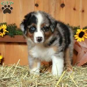 Francis, Australian Shepherd Puppy
