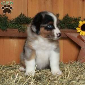 Francis, Australian Shepherd Puppy