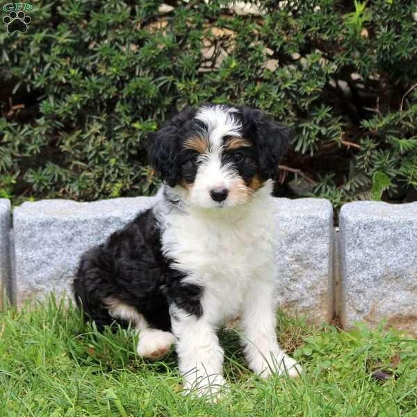 Frank, Sheltie Mix Puppy