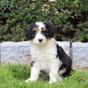 Frank, Sheltie Mix Puppy