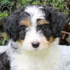 Frank, Sheltie Mix Puppy