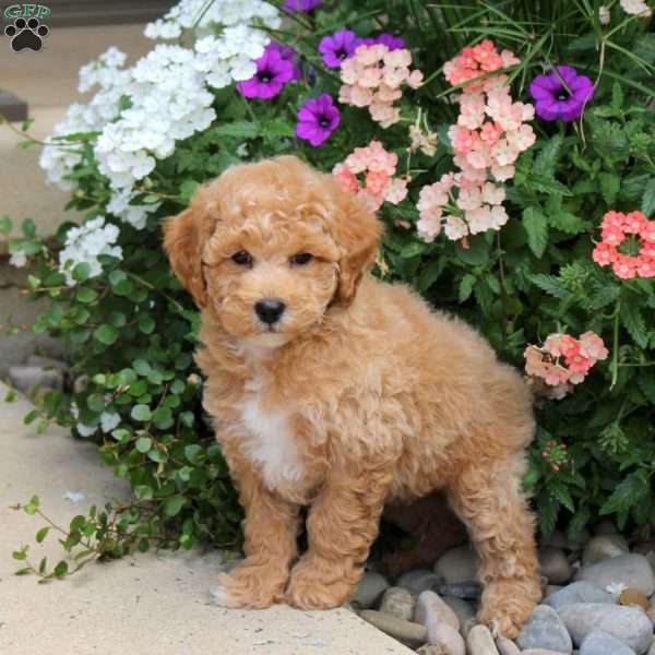 Frankie, Bich-Poo Puppy