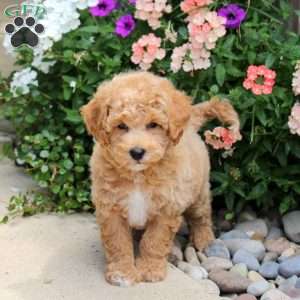 Frankie, Bich-Poo Puppy
