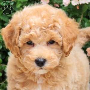 Frankie, Bich-Poo Puppy