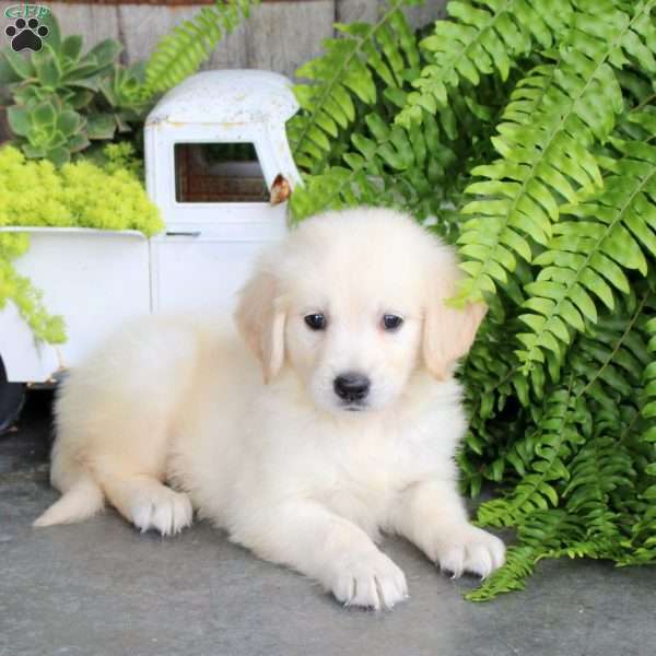Franklin, Golden Retriever Puppy