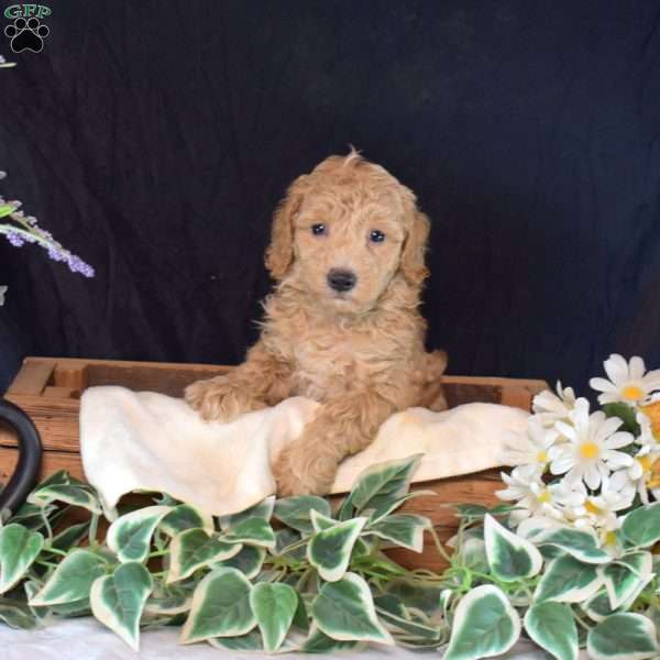 Franklin, Miniature Poodle Puppy