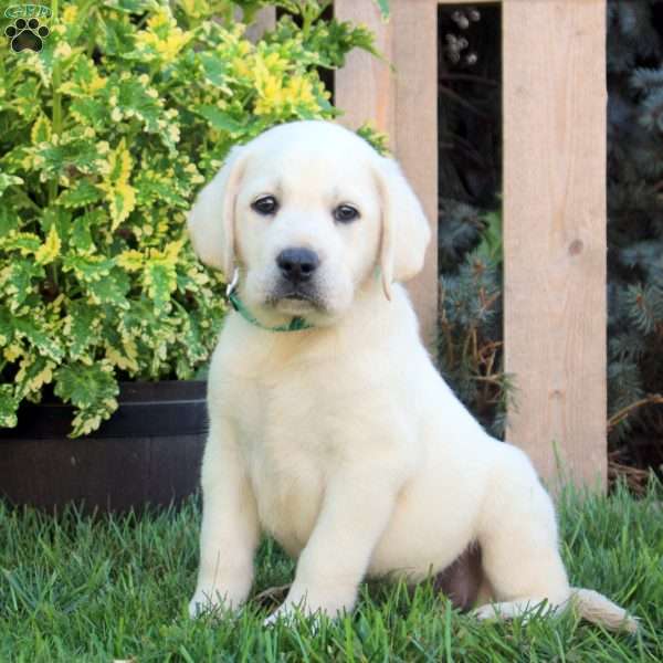 Franklin, Yellow Labrador Retriever Puppy