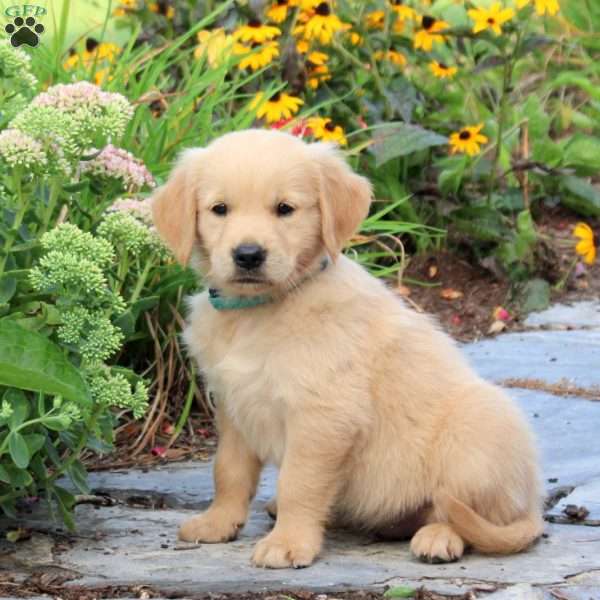 Franklin, Golden Retriever Puppy