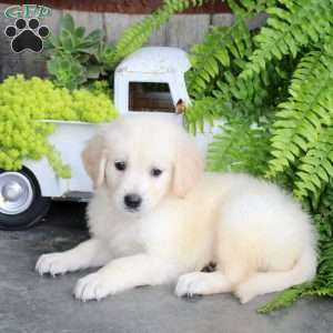 Franklin, Golden Retriever Puppy