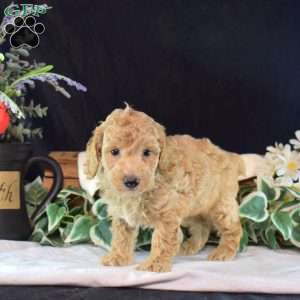 Franklin, Miniature Poodle Puppy