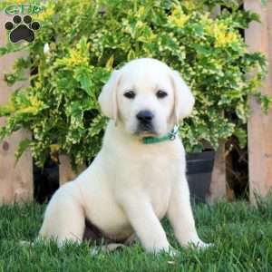 Franklin, Yellow Labrador Retriever Puppy