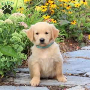 Franklin, Golden Retriever Puppy