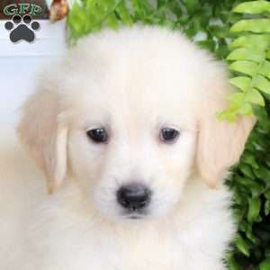 Franklin, Golden Retriever Puppy