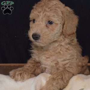 Franklin, Miniature Poodle Puppy