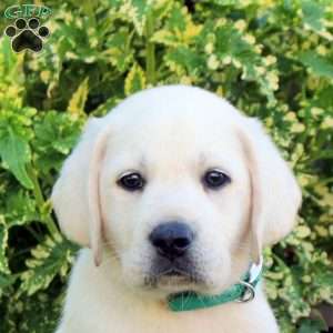 Franklin, Yellow Labrador Retriever Puppy