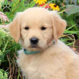 Franklin, Golden Retriever Puppy
