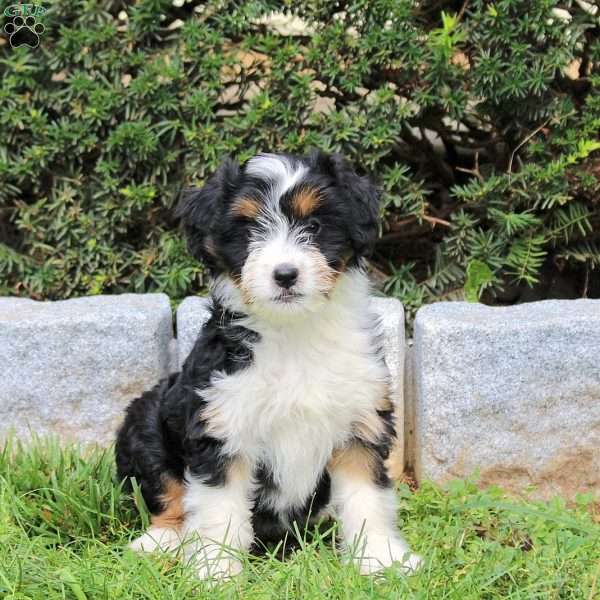 Frannie, Sheltie Mix Puppy