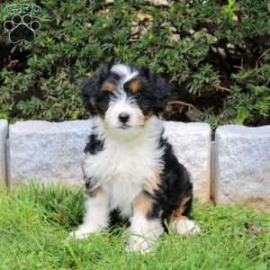 Frannie, Sheltie Mix Puppy