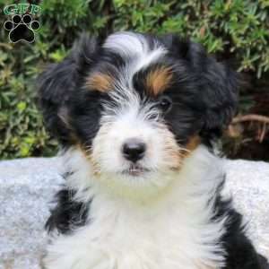 Frannie, Sheltie Mix Puppy