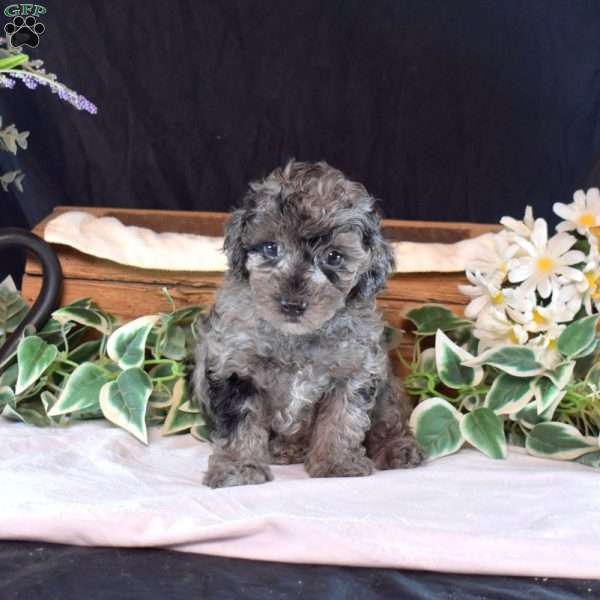 Freckles, Miniature Poodle Puppy