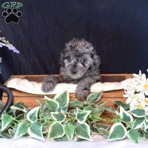 Freckles, Miniature Poodle Puppy