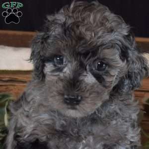 Freckles, Miniature Poodle Puppy