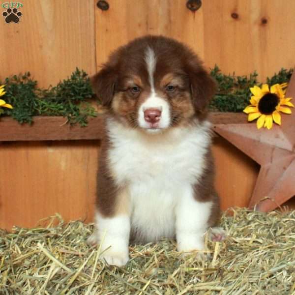 Freddie, Australian Shepherd Puppy