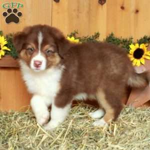 Freddie, Australian Shepherd Puppy