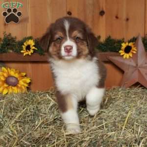 Freddie, Australian Shepherd Puppy