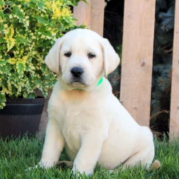 Freddy, Yellow Labrador Retriever Puppy