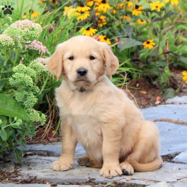Freddy, Golden Retriever Puppy