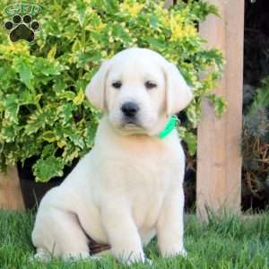 Freddy, Yellow Labrador Retriever Puppy
