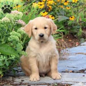 Freddy, Golden Retriever Puppy