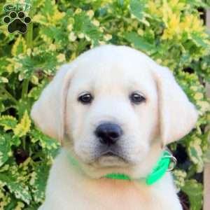 Freddy, Yellow Labrador Retriever Puppy