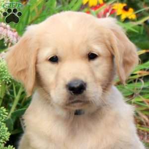 Freddy, Golden Retriever Puppy