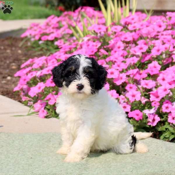 Freida, Mini Bernedoodle Puppy