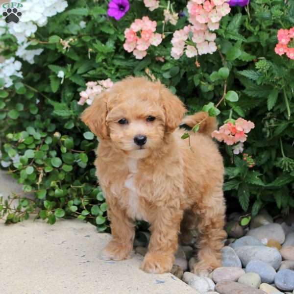 Freida, Bich-Poo Puppy