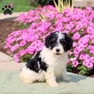 Freida, Mini Bernedoodle Puppy