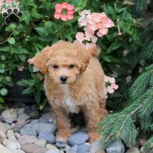 Freida, Bich-Poo Puppy