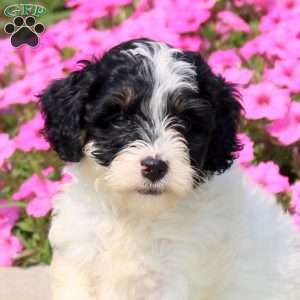 Freida, Mini Bernedoodle Puppy