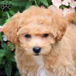 Freida, Bich-Poo Puppy