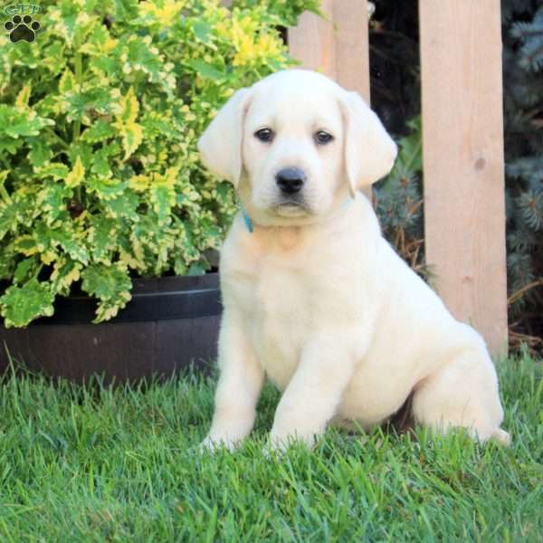 Freya, Yellow Labrador Retriever Puppy