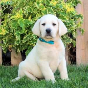Freya, Yellow Labrador Retriever Puppy