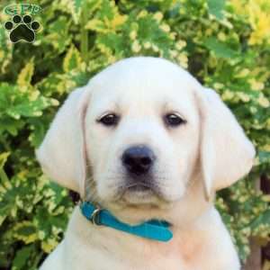 Freya, Yellow Labrador Retriever Puppy