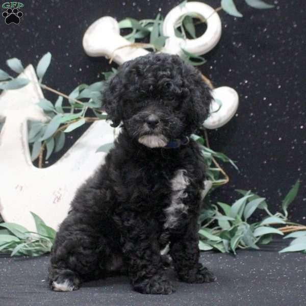 Frida, Shih-Poo Puppy