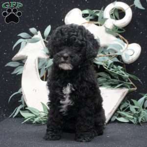 Frida, Shih-Poo Puppy